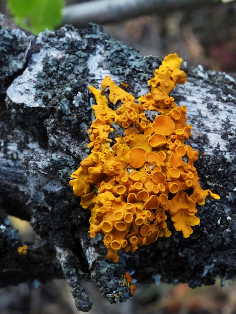 korstmos Xanthoria parietina op een boom