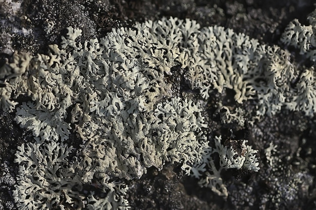 korstmossen mos textuur achtergrond, natuur abstracte oude steen