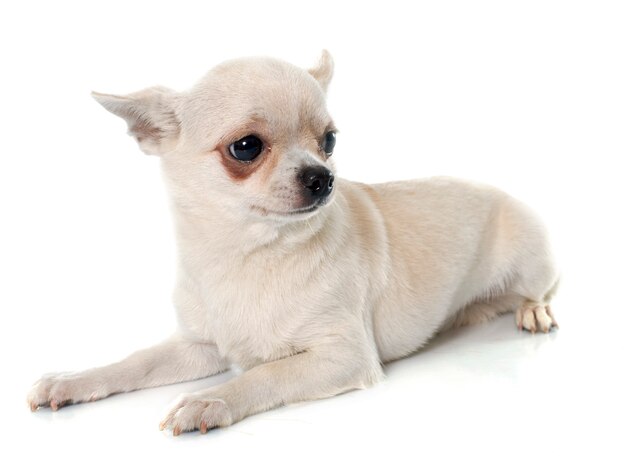 kort haar chihuahua