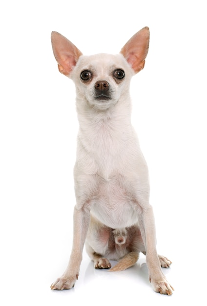 kort haar chihuahua