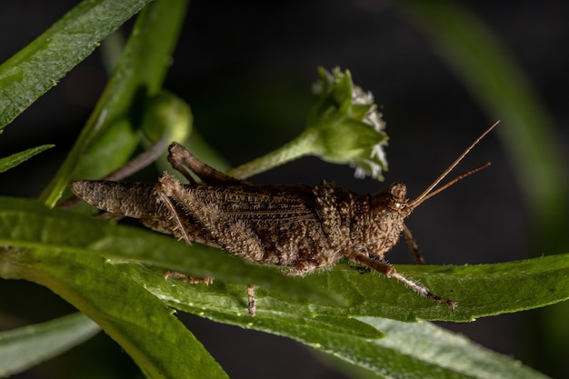 Korte gehoornde sprinkhaan van de familie Ommexechidae