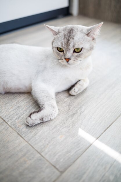 Kortharige Britse korthaar kat van grijze kleur. Huiskat ligt op de grond