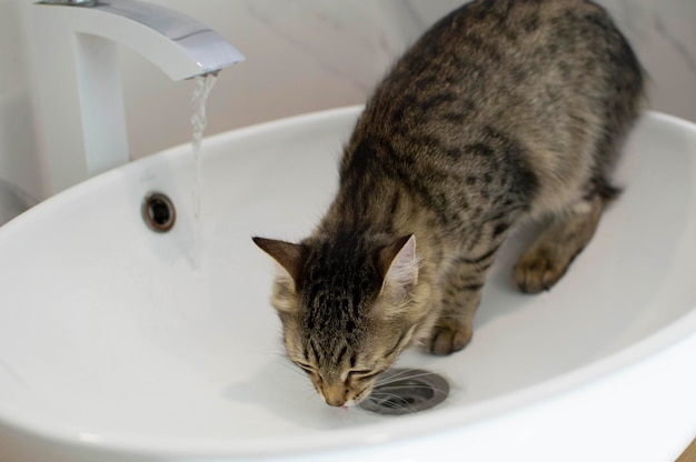 Kortharige grijze kat drinkt water uit de kraan in de gootsteen Selectieve focus