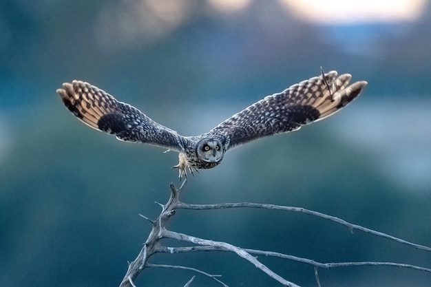 Kortooruil Asio flammeus Malaga Spanje