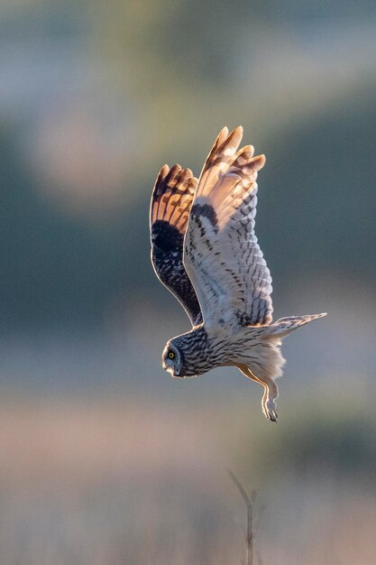 Kortooruil Asio flammeus Malaga Spanje