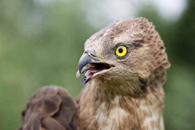 Kortteenslangadelaar Circaetus gallicus roofvogel, kop met open snavel