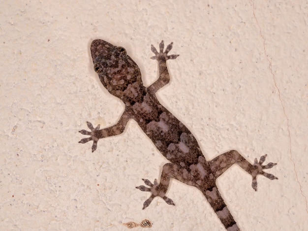 Kosmopolitische huisgekko van de soort Hemidactylus mabouia