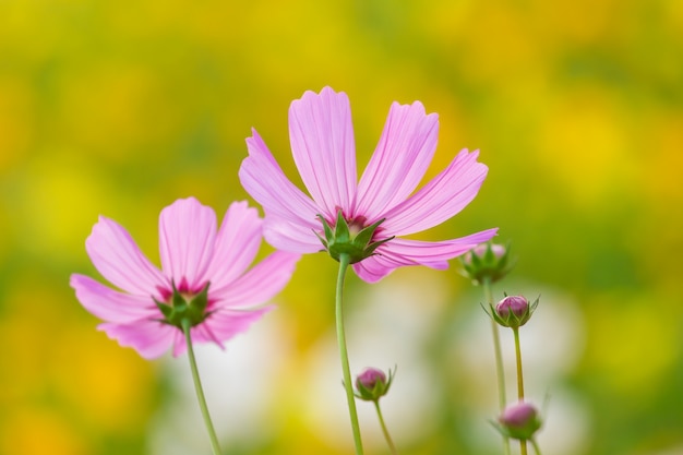 Foto kosmos bloem veld