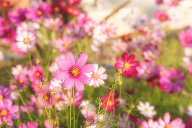 Kosmos bloemen in de tuin met zonlicht. Vintage toon