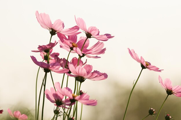 Foto kosmos bloemen zachte bloemblaadjes met wind sepia kleur mooi in de natuur ochtend