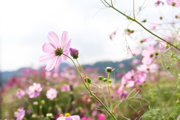 Kosmos bloemen