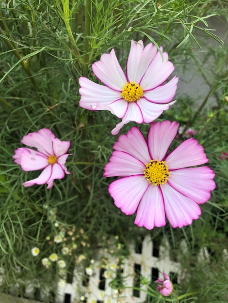 Kosmos bloemenfotografie