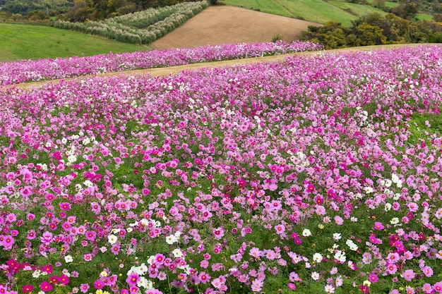 Kosmos bloemveld