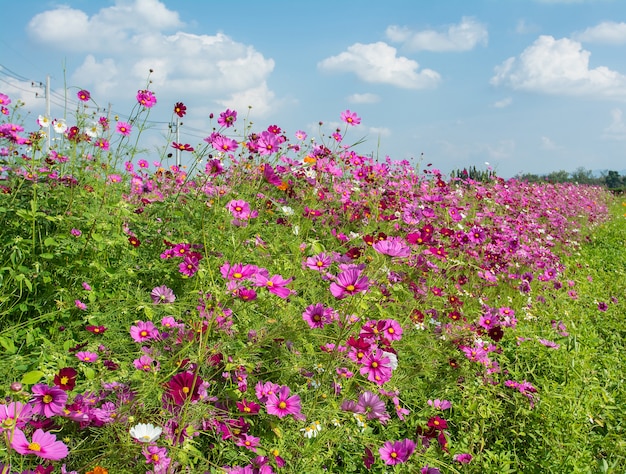 Kosmos roze bloem veld landschap