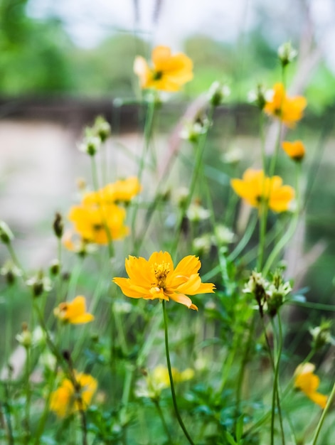 Kosmosbloem bloeit mooi in de tuin