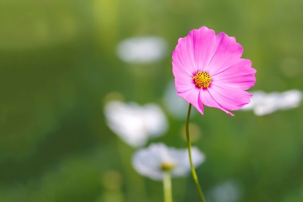 Kosmosbloem die met de achtergrond van de onduidelijk beeldaard bloeien