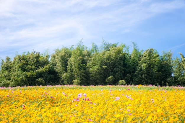 Kosmosbloem en veld veel natuurlijk