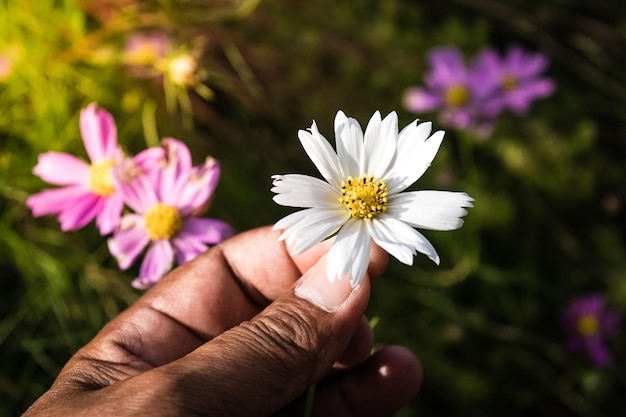 Kosmosbloem in de mannenhand