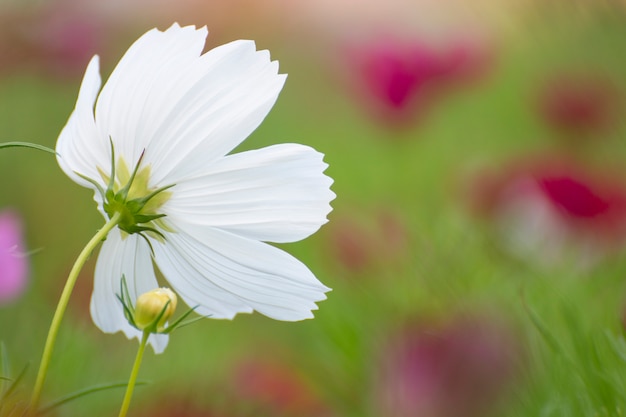 Kosmosbloem in de tuin