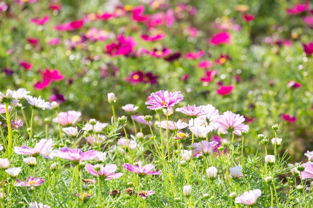 Kosmosbloem met vage achtergrond in graden.