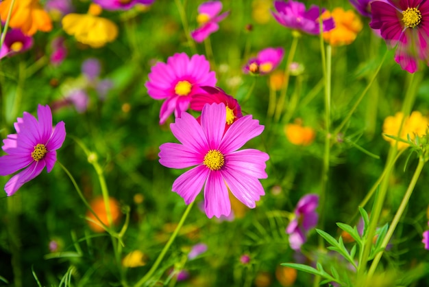 Kosmosbloemen die in de tuin bloeien