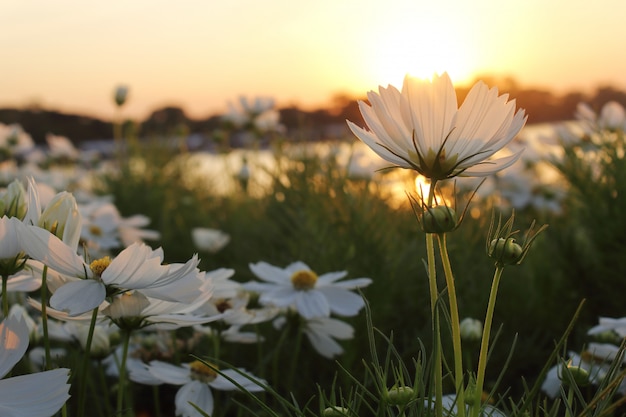 Kosmosbloemen en zonsondergang