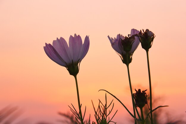 Kosmosbloemen en zonsondergang