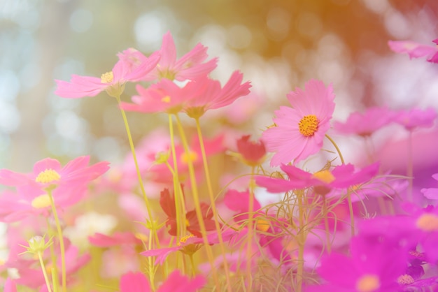 Kosmosbloemen in de tuin met zonlicht. Vintage toon