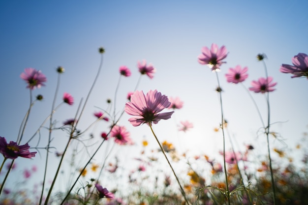 Kosmosbloemen in de tuin