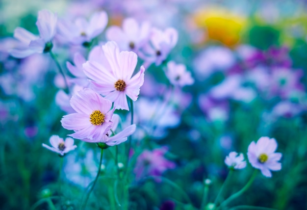 Kosmosbloemen in de tuin