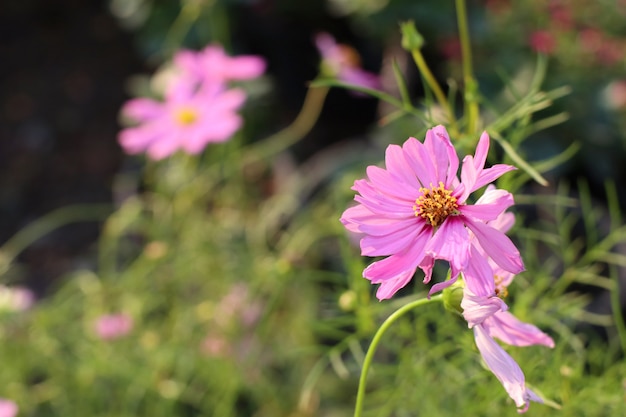 Kosmosbloemen in tropisch