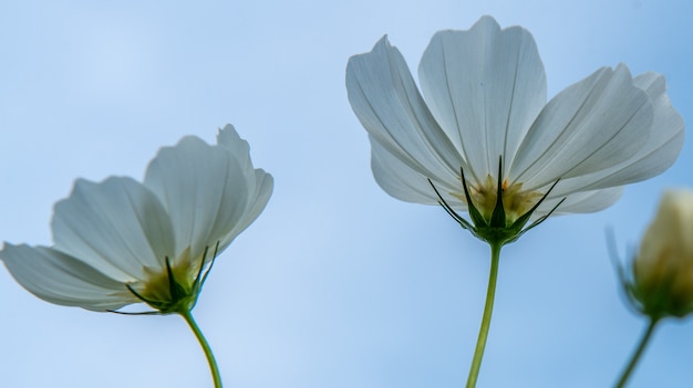 Foto kosmosbloemen op blauwe hemelachtergrond.