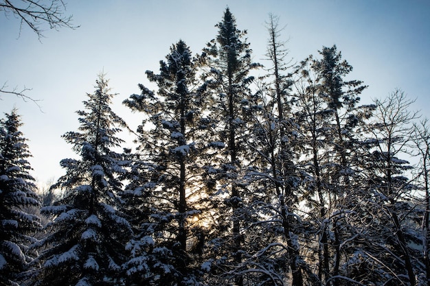 Kostbaar zonlicht door bomen tijdens korte winterdagen
