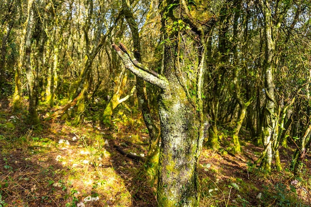 Kostbare fauna in de bossen van de berg Arno in de gemeente Mutriku in Gipuzkoa Baskenland Spanje