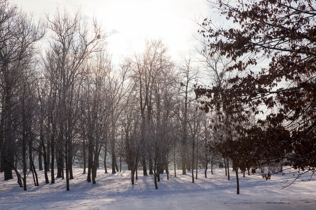 Koud winterweer in het park of bos bij vorst met dennen- en sparren, naaldbomen in het winterseizoen, winterseizoen met sneeuw in het park of bos en dennensparren