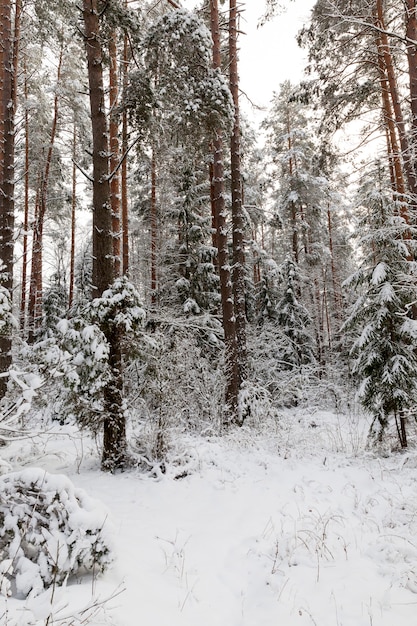 koud winterweer in het park