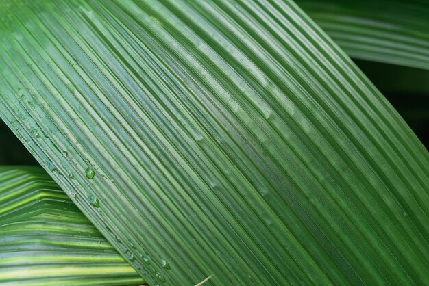 Foto koude groene kleur van palmblad als achtergrond