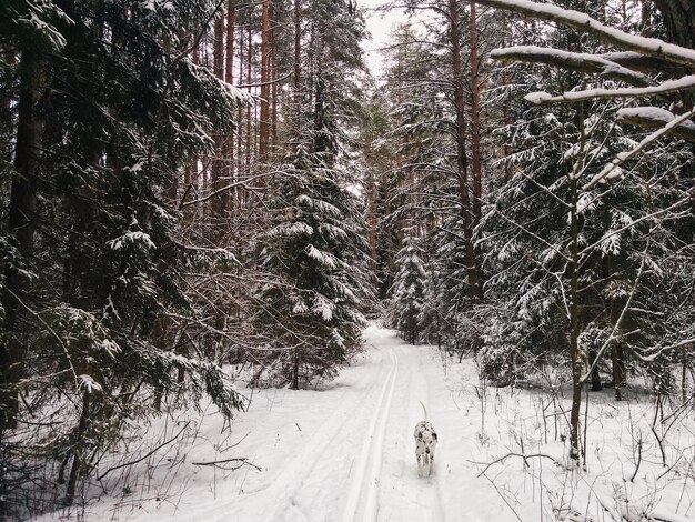 Koude winterdag in het besneeuwde bos. Buitenactiviteit met de hond.