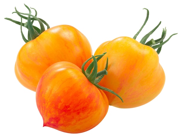 Kozula 137 heirloom tomaten tweekleurige Solanum lycopersicum vruchten geïsoleerd