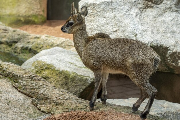 Kplipspringerantilope van het portret van Afrika