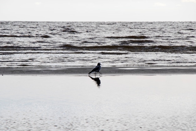 Kraai in de natuur, vlakbij water