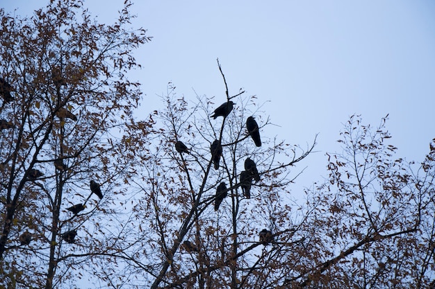 Kraai in de natuur, vlakbij water