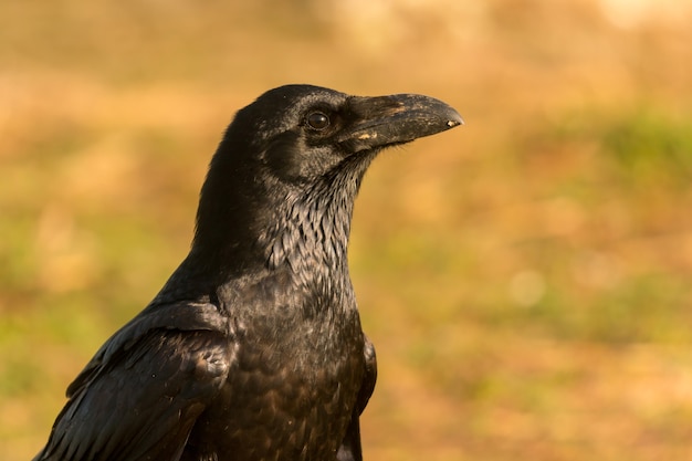 Foto kraai in de natuur