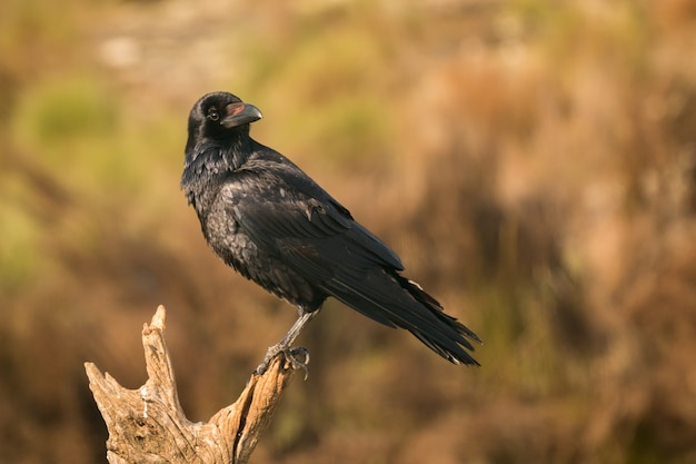 Kraai in de natuur