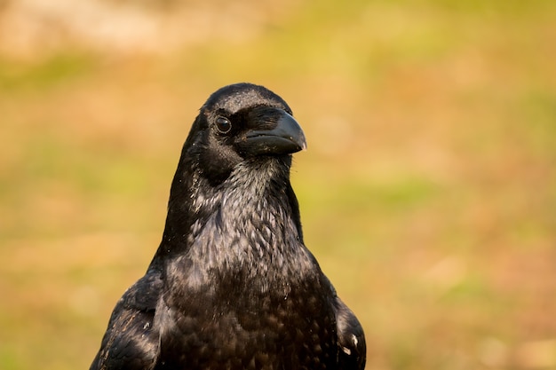 Foto kraai in de natuur