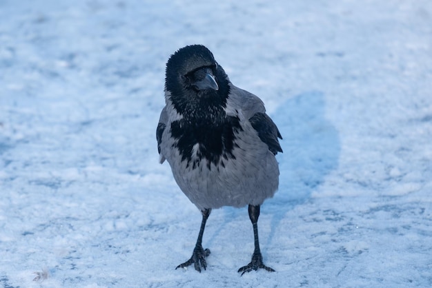 Kraai in de sneeuw, Corvus cornix