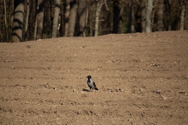 kraai in een geploegd veld in de buurt van het bos