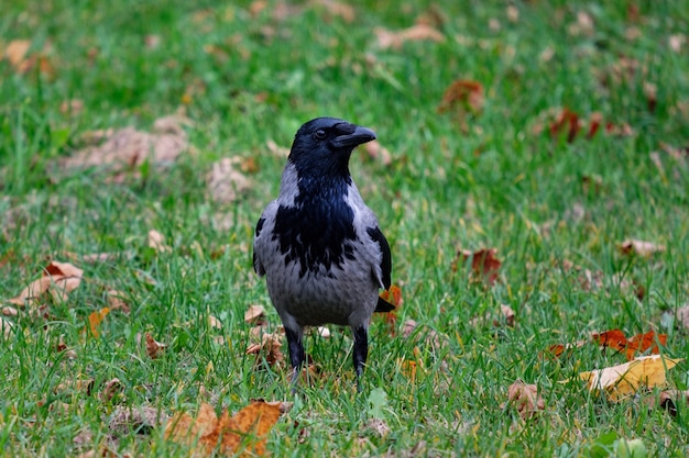 Kraai in het park, Corvus cornix