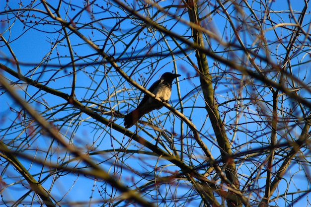 Kraai met een kap op de tak van de boom in de lente