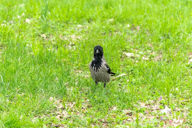 Kraai op het groene gras in het park.